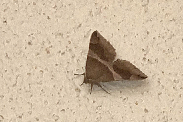 Bruine Prachtuil